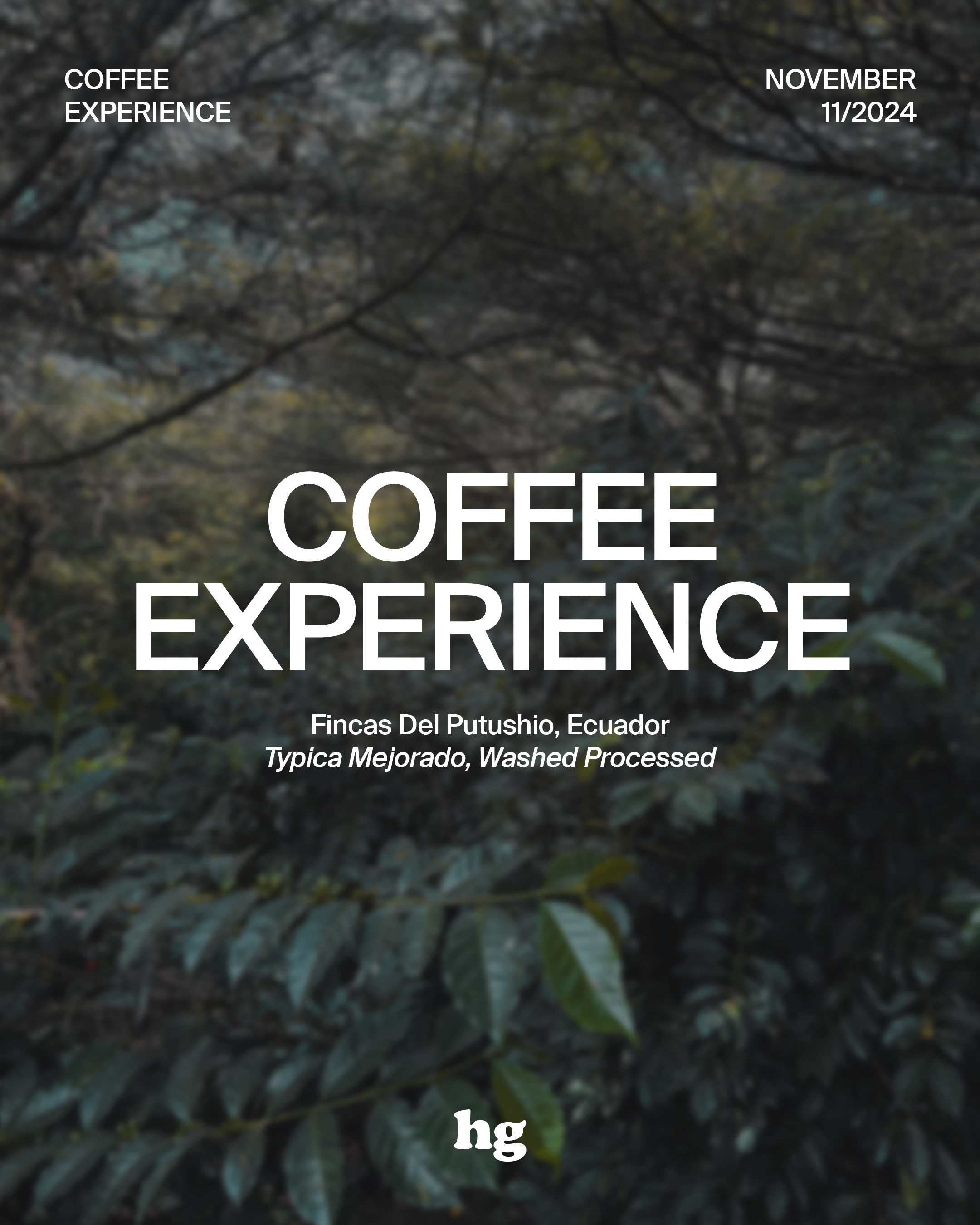 November 2024 Coffee Experience: Fincas Del Putushio, Typica Mejorado, Ecuador